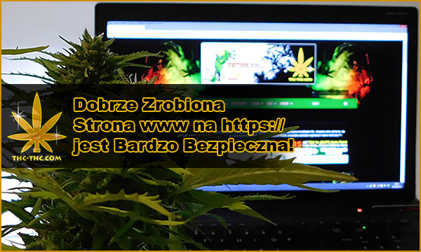 nasiona marihuany, nasiona konopi, nasiona cannabis, sklep